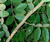  Leaflets